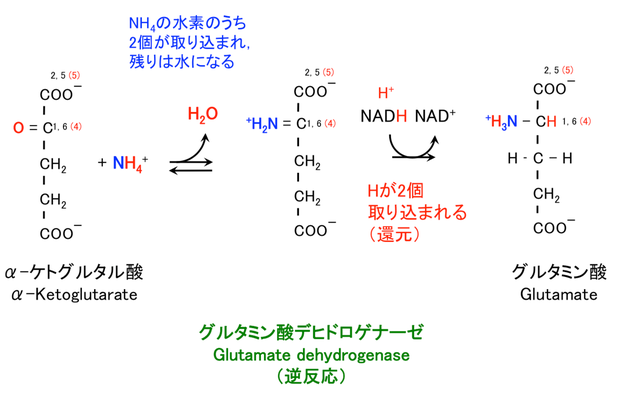 グルタミン酸, Glutamate, Gln, E Ultrabem トップページ