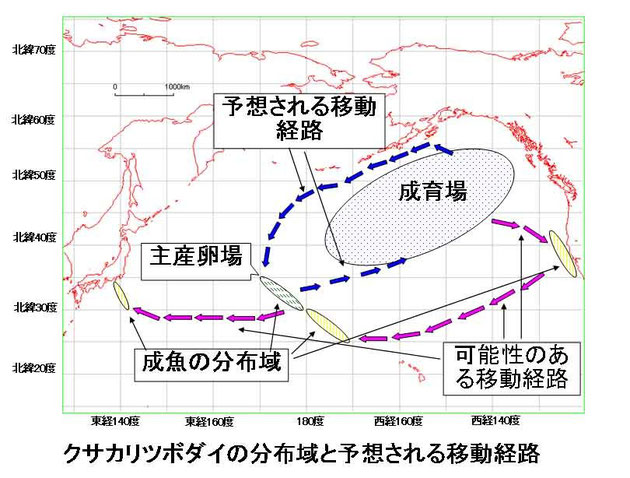 クサカリツボダイの分布域と移動経路