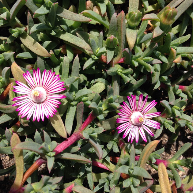 Ruschia lineolata