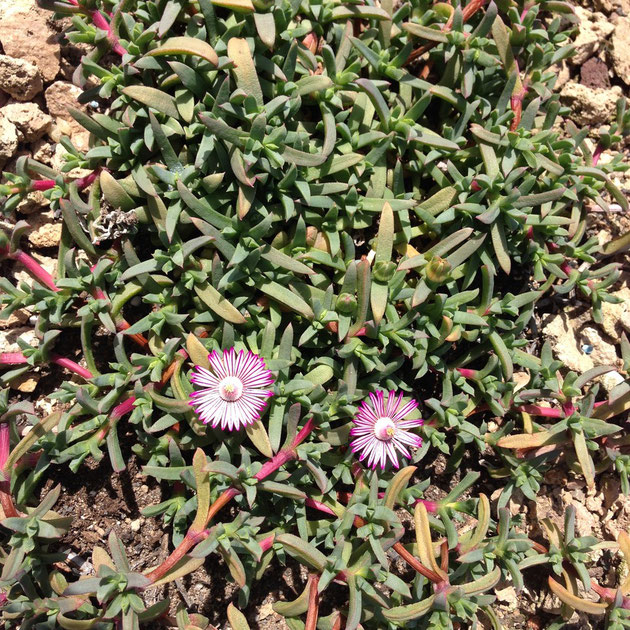 Ruschia lineolata