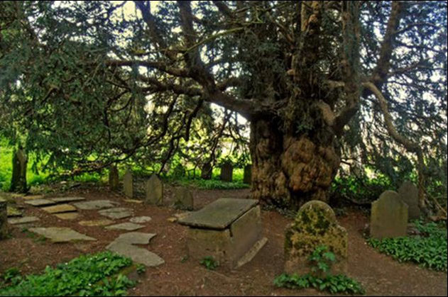Tejo rodeado de tumbas en un cementerio de Dartington, Inglaterra.