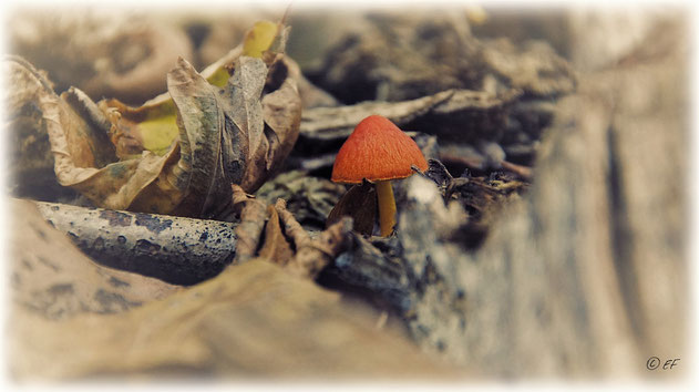 Herbstlich bunt