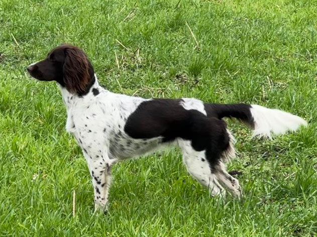 Gisa III vom Tecklenburger Land