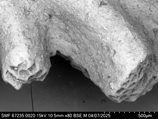 Senckenberg, Bryozoa, Bryozoen, Moostierchen, Sammlung Voigt