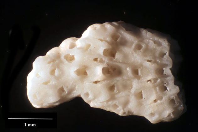 Senckenberg, Bryozoa, Bryozoen, Moostierchen, Sammlung Voigt