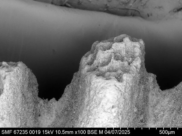 Senckenberg, Bryozoa, Bryozoen, Moostierchen, Sammlung Voigt