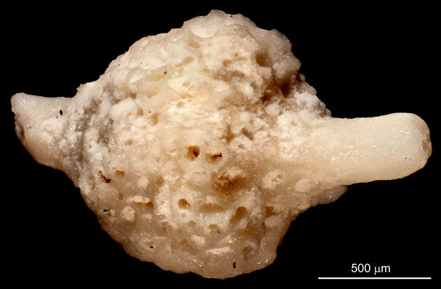 Senckenberg, Bryozoa, Bryozoen, Moostierchen, Sammlung Voigt