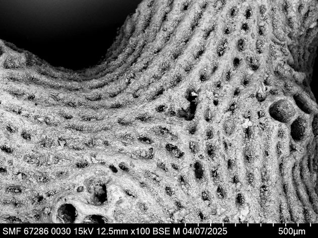 Senckenberg, Bryozoa, Bryozoen, Moostierchen, Sammlung Voigt