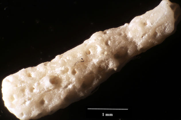 Senckenberg, Bryozoa, Bryozoen, Moostierchen, Sammlung Voigt