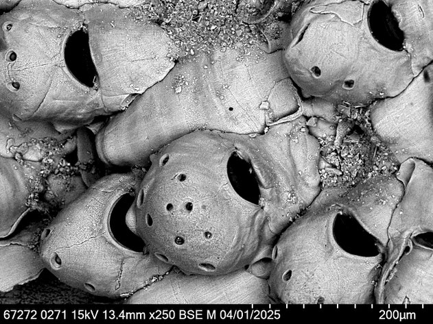 Senckenberg, Bryozoa, Bryozoen, Moostierchen, Sammlung Voigt