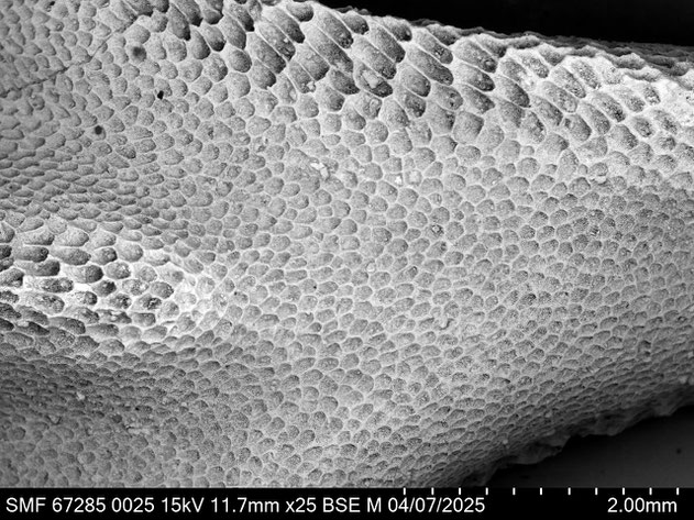 Senckenberg, Bryozoa, Bryozoen, Moostierchen, Sammlung Voigt