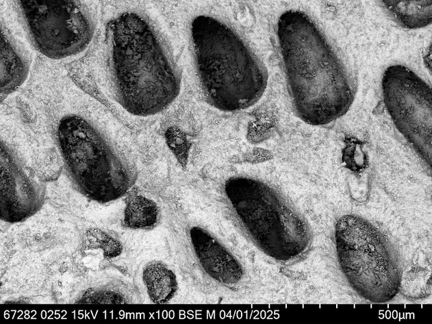 Senckenberg, Bryozoa, Bryozoen, Moostierchen, Sammlung Voigt