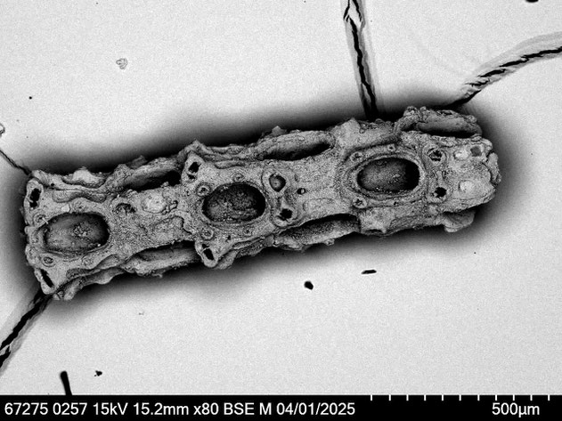 Senckenberg, Bryozoa, Bryozoen, Moostierchen, Sammlung Voigt