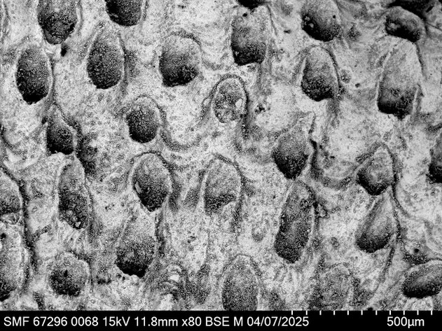 Senckenberg, Bryozoa, Bryozoen, Moostierchen, Sammlung Voigt