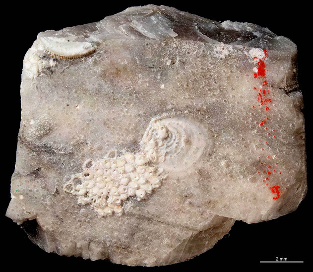 Senckenberg, Bryozoa, Bryozoen, Moostierchen, Sammlung Voigt