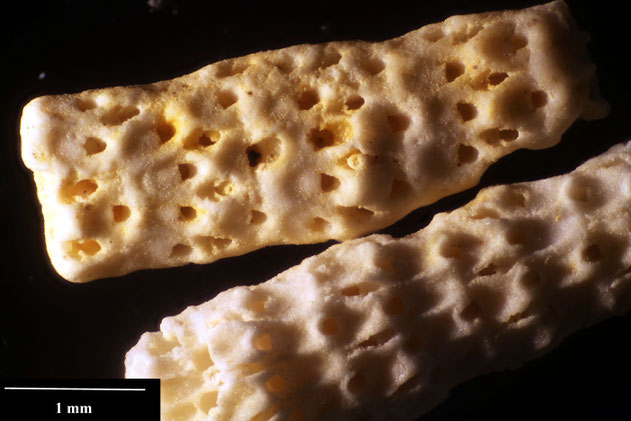 Senckenberg, Bryozoa, Bryozoen, Moostierchen, Sammlung Voigt