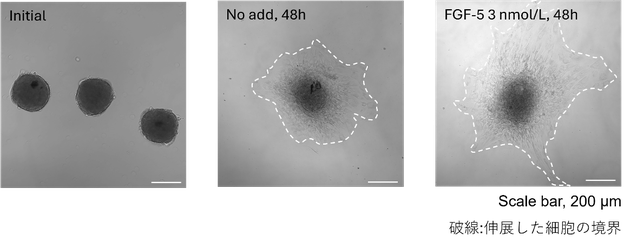 退行誘導因子で知られるFGF-5を添加した際の毛乳頭細胞スフェロイド伸展の画像。何も適用していないスフェロイドと比べて大きく伸展していることが分かります。