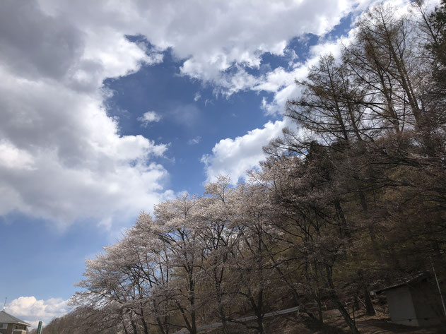 ４月８日、佐久の実家のそばで咲き始めた桜。