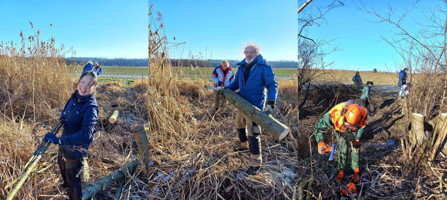 Brühlteiche/Lumpenbach Gehölzpflege Fotos:Anita Süßmutt