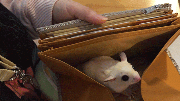 ブログ全て表示 フクロモモンガ ここあ と 愉快な中間達