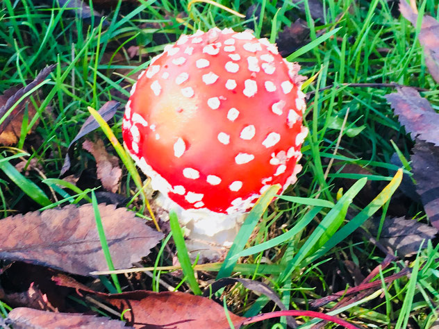 Fliegenpilz