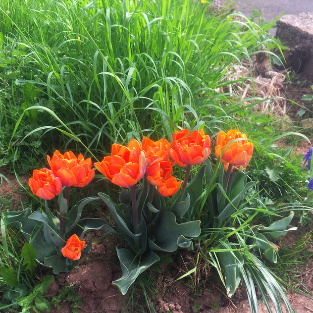 Tieforangene Tulpen