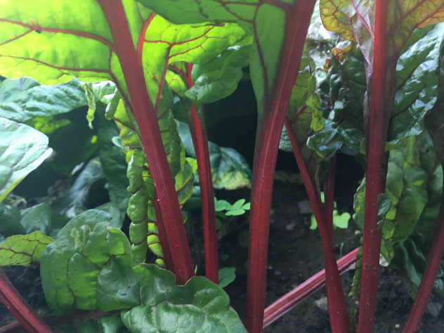 Mangold das Fitmacher Gemüse - Life-isst-leicht.de