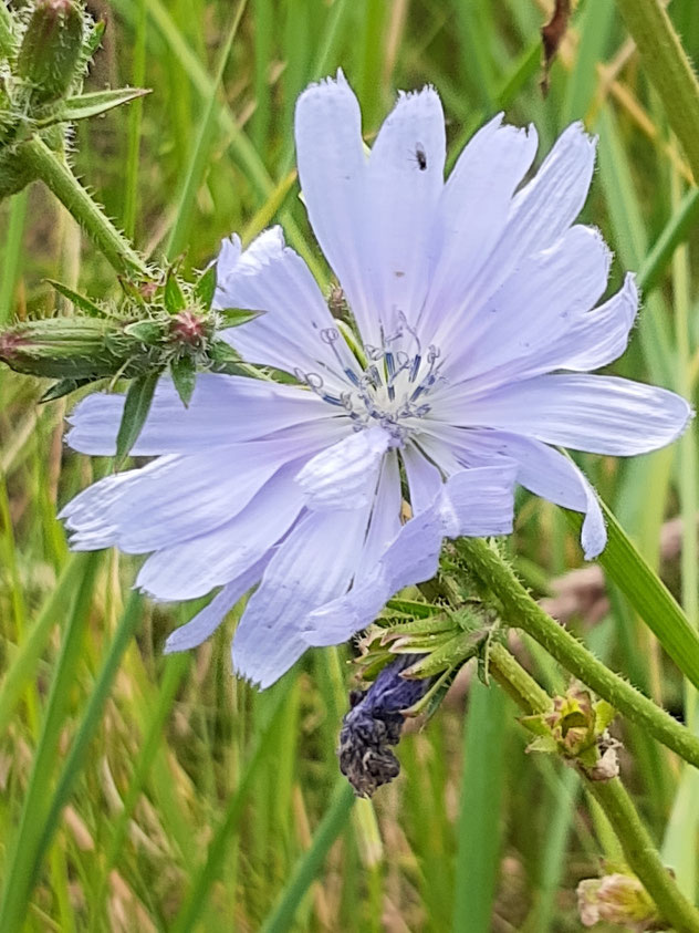 Blütenköpfchen mit Zungenblüten (Foto: NABU Mettmann A. Metzmacher