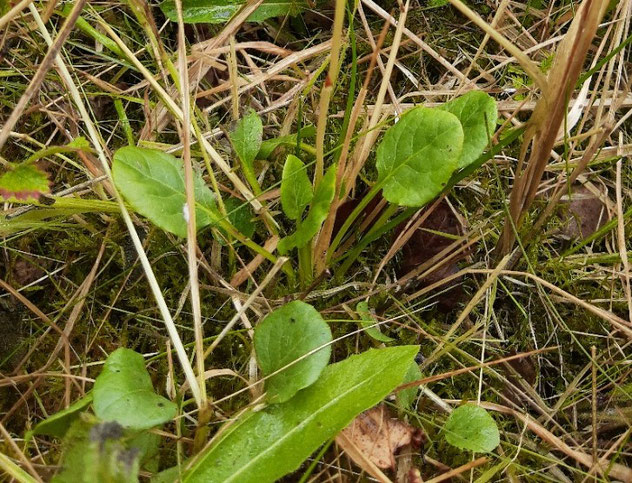 Rundblättriges Wintergrün - Blattrosette (Foto: NABU Mettmann, A. Metzmacher)