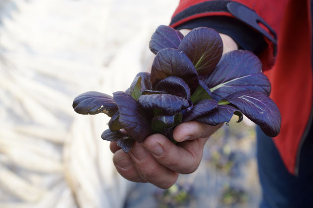 rote Pak Choi - frisch gepflückt