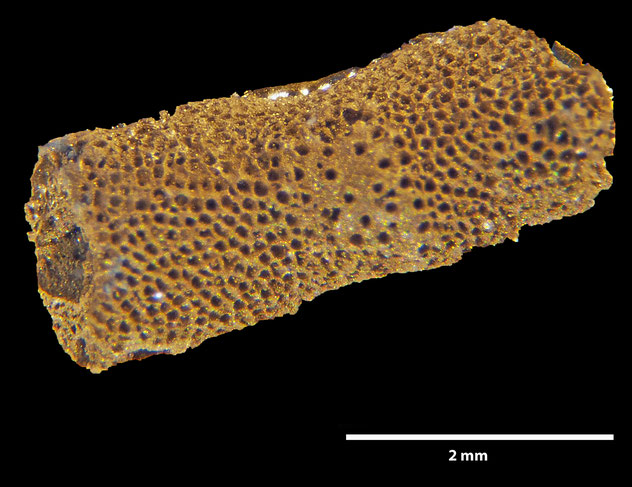 Senckenberg, Bryozoa, Bryozoen, Moostierchen, Sammlung Voigt