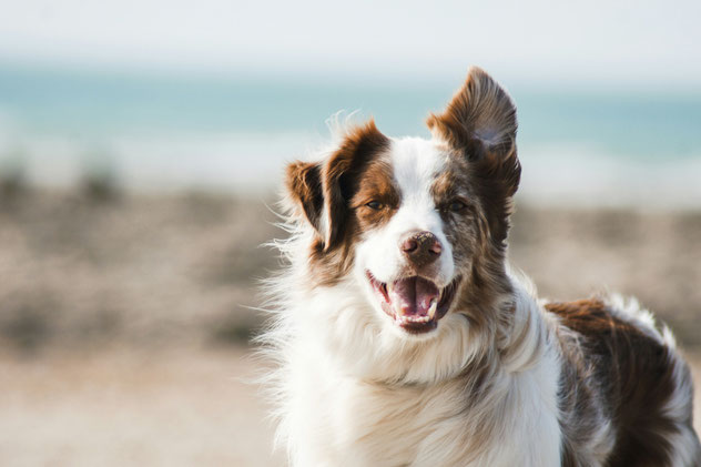 Hund beim alltagsnahen Training der Hundeschule TEAM-AND-WORK.
