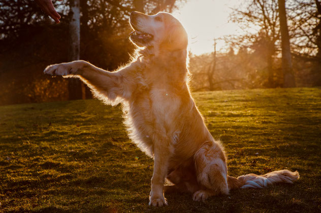 Hund arbeitet konzentriert mit positiver Verstärkung im Training.