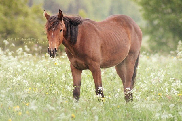 Wüttemberger Warmblut