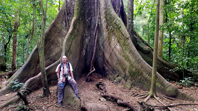 Gerhard Langer im Regenwald vor Baum mit riesigen Brettwurzeln