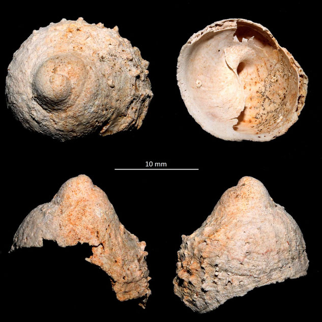 Calyptraea costaria, Miocene dell'Aquitania