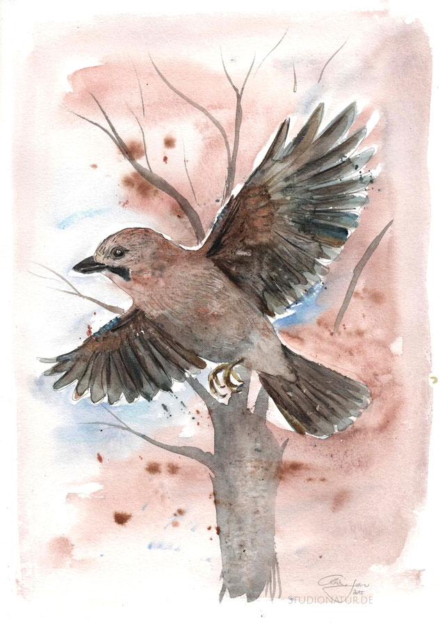 Eichelhäher, jay, bird, birdart, Vogelkunst, Vogelillustration, Fliegend, Illustration, gold, Aquarell, Kunstwerk, Original, Gemälde, Illustration, Pferdaquarell, contemporaryart, zeitgenössische Kunst, watercolour, watercolor, aquarela, aquarelle