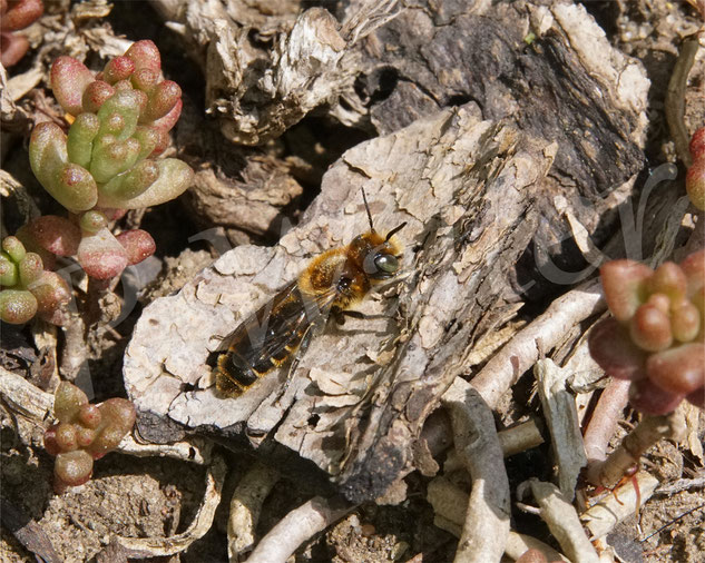 Bild: Männchen der Natternkopf-Mauerbiene, Osmia adunca