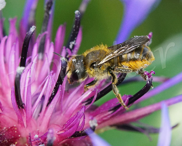 Bild: Osmia leaiana, Zweihöckrige Mauerbiene, Distel-Mauerbiene, Berg-Flockenblume, Centaurea montana 