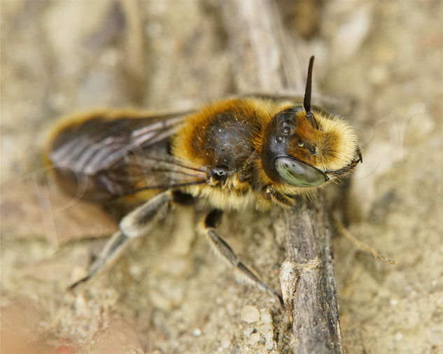 Bild: Männchen der Natternkopf-Mauerbiene, Osmia adunca