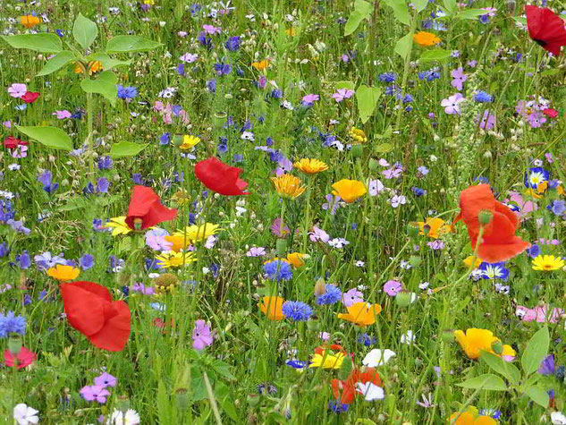 Blumenwiese - Foto: NABU