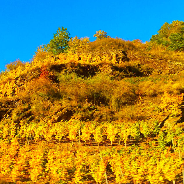 Goldener Weinberg