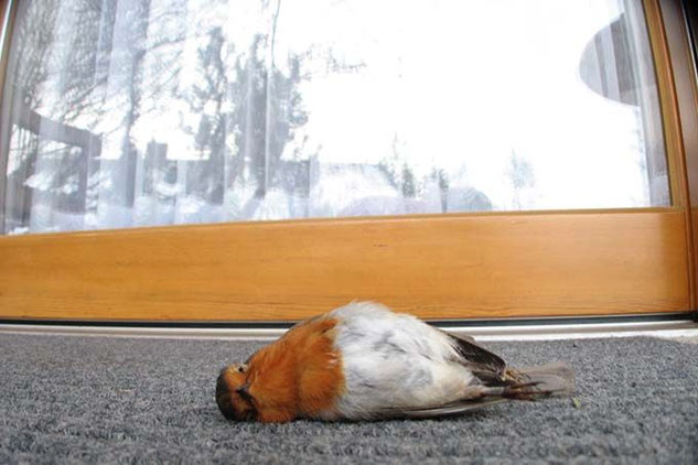 Rotkehlchen fliegt an Glas