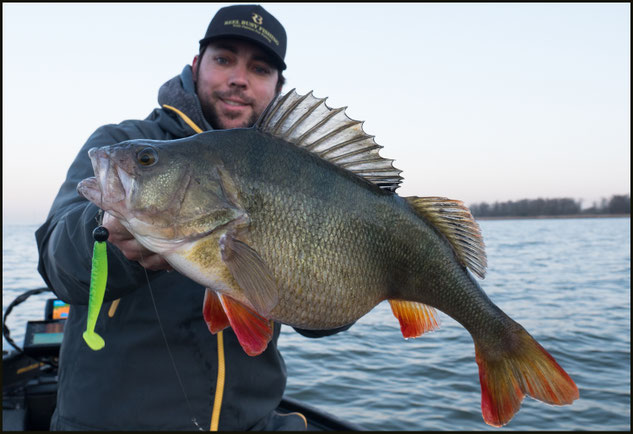 Riesiger Barsch gefangen mit dem Reel Shad 10cm Farbe Hot Lemon von Reel Busy Fishing