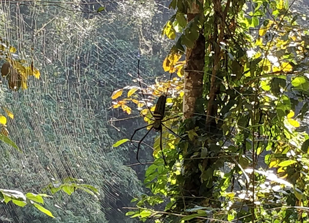 Pardon pour les arachnophobes...les locaux la mangent frite :)