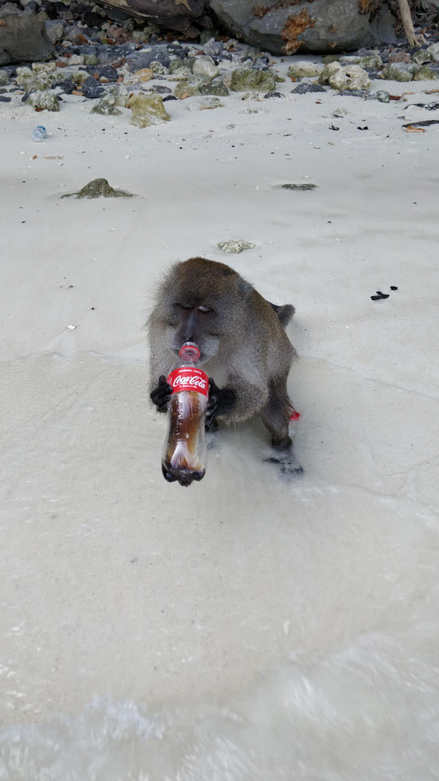 Monkey Beach