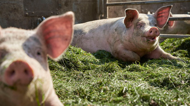 BIO-Filet vom Schwein: zart, mager und vielseitig