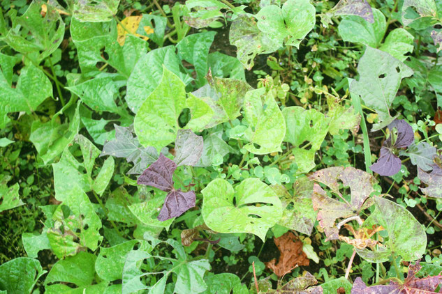 ヨトウムシに食べられた安納芋の葉