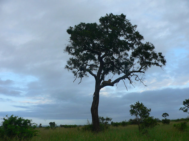 Baum mit Leopard