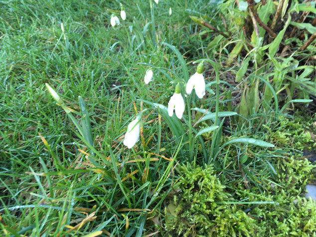 Erste Frühlingsboten